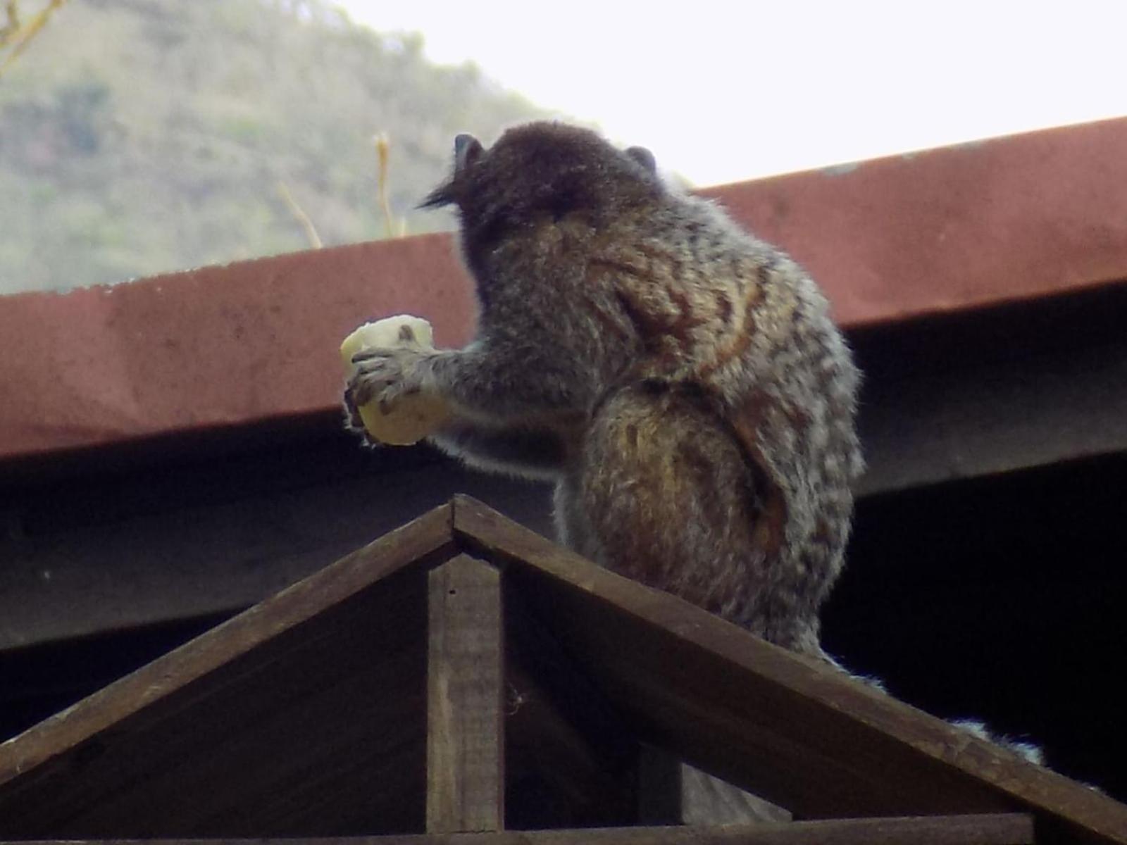 Pousada Fenix Pirenópolis Eksteriør billede