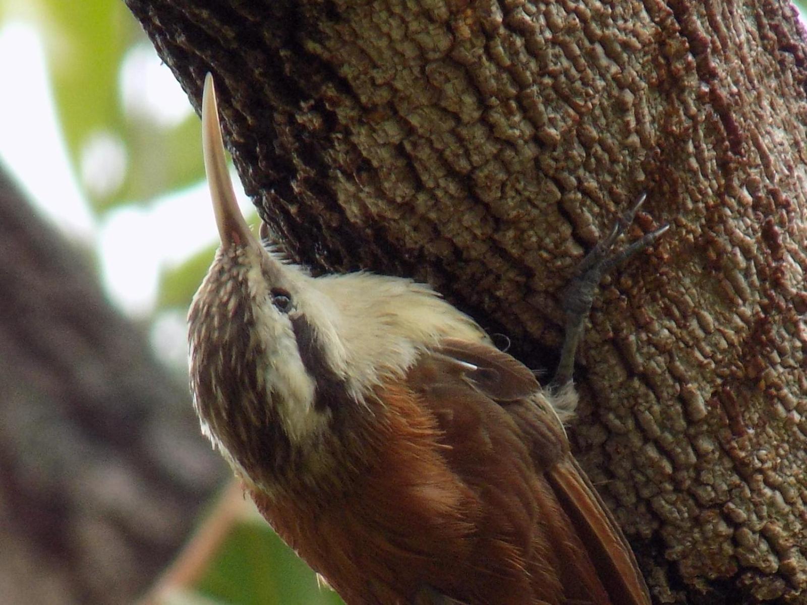 Pousada Fenix Pirenópolis Eksteriør billede