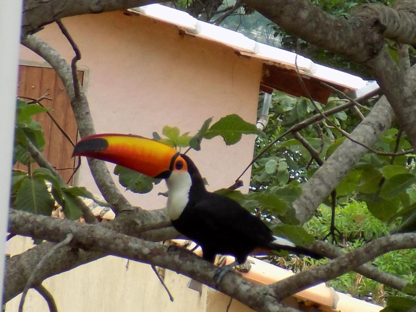 Pousada Fenix Pirenópolis Eksteriør billede