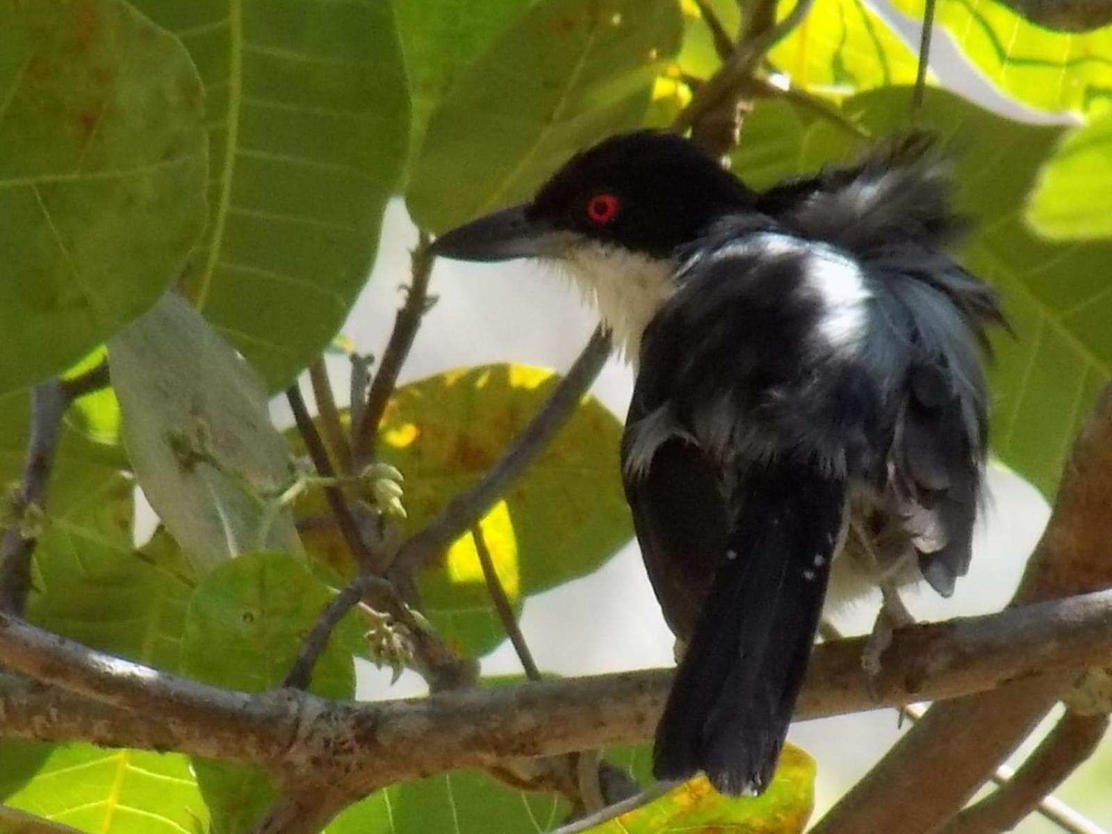 Pousada Fenix Pirenópolis Eksteriør billede