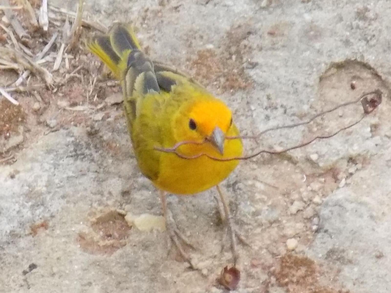 Pousada Fenix Pirenópolis Eksteriør billede