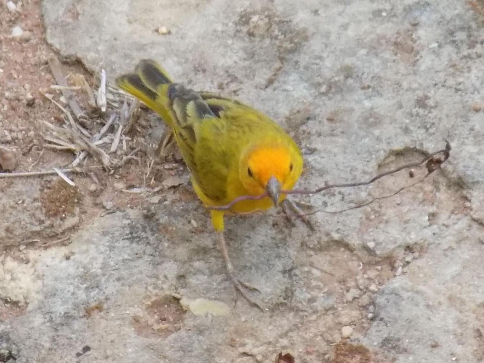 Pousada Fenix Pirenópolis Eksteriør billede